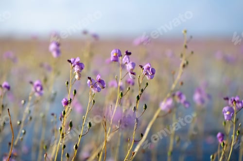 Preview: Close Up Underwater Flower Of Utricularia Warburgii Plant Or Lentibulariaceae With Blur Background.