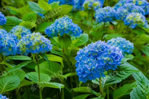 Preview: Hydrangea In Early Summer