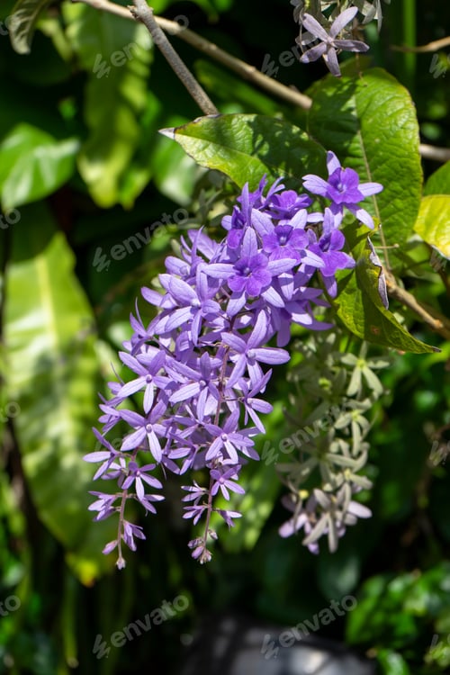 Preview: Close Up Of Purple Wreath Sandpaper Vine Flower Background. (Petrea Volubilis)