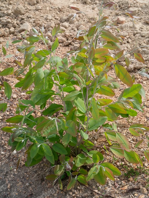 Preview: Eucalyptus Tree Growing. (Eucalyptus Globulus Labill)