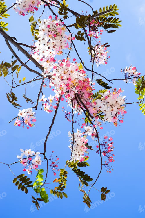 Preview: Pink Flower Of Wishing Tree, Pink Shower, Cassia Bakeriana Craib.