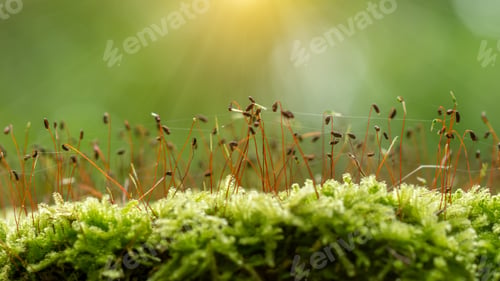 Preview: Spore Capsules Of Velvet Feather Moss In The Forest With Light.