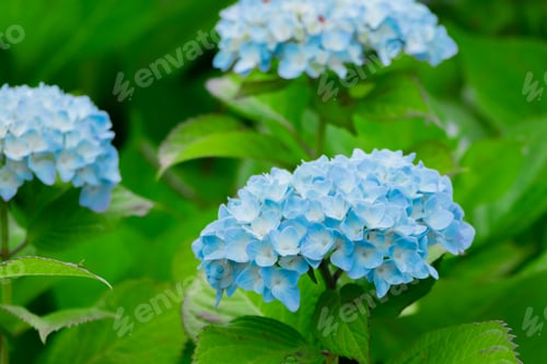 Preview: Hydrangea In Early Summer