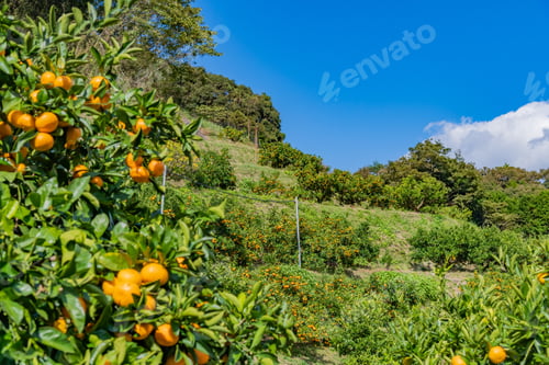 Preview: Mandarin Orange Plantation