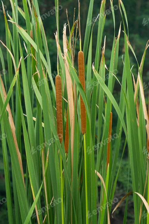 Preview: Close Up Of Narrow-Leaved Cattail Or Soft Flag Plant. (Typha Angustifolia)