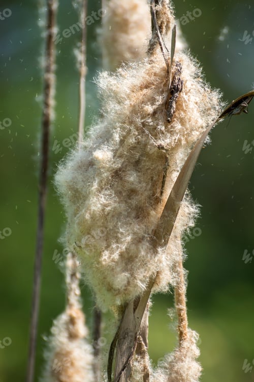 Preview: Typha Angustifolia Seeds On Tree.