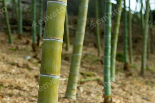 Preview: Japanese Bamboo Grove