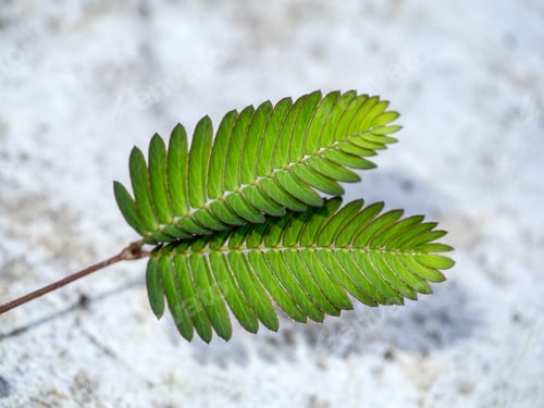 Preview: Leaf Of Sensitive Plant (Mimoza)