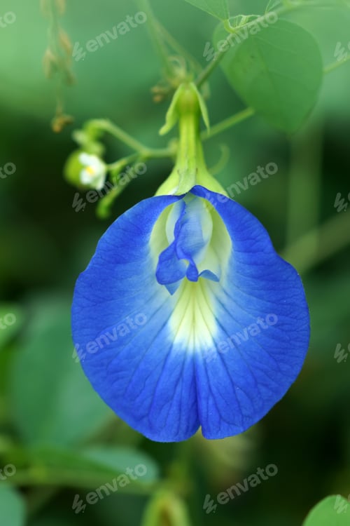 Preview: Purple Flowers Of Butterfly Pea. (Clitoria Ternatea)