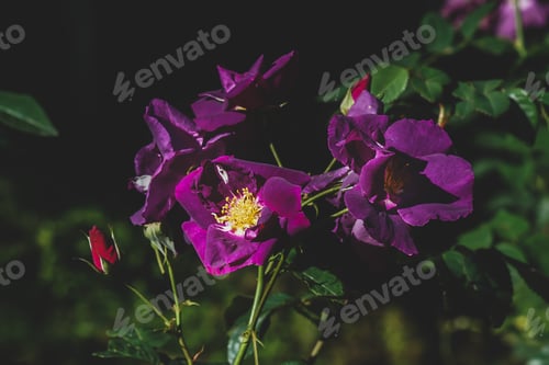 Preview: Close Up Rose Flower In Vintage And Matte Color With Dark Blur Background.