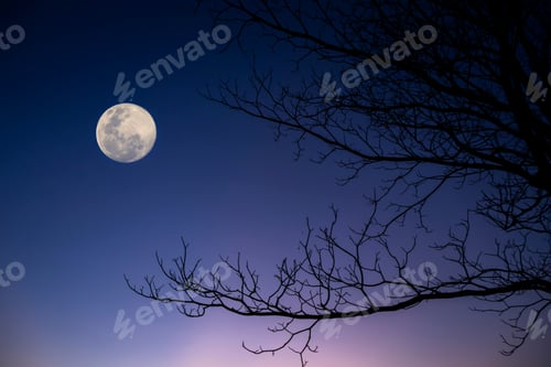 Preview: Silhouette Of Tree Branches On Twilight Sky Background With Moon