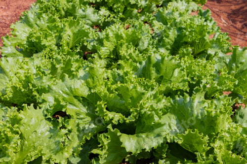 Preview: Lettuce Farm In Early Summer