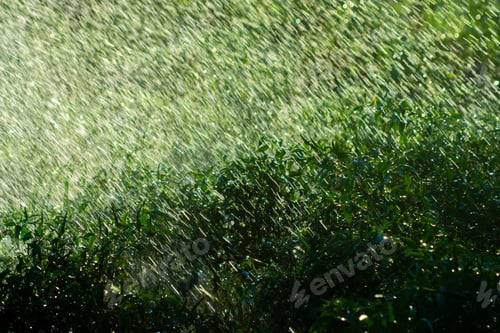 Preview: Silhouette Plant In The Rain Fall With Light. Un-Focus On This Image.