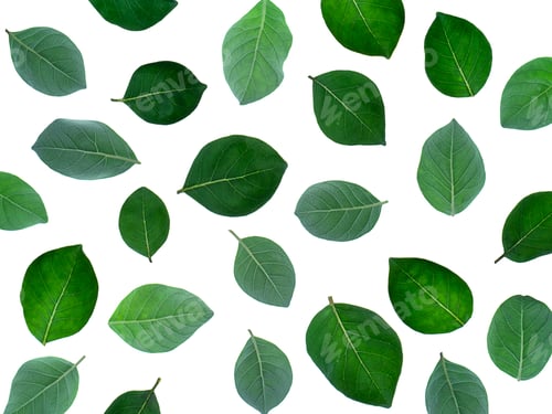 Vorschau: Nahaufnahme des Blattes der Vitex Trifolia-Pflanze auf weißem Hintergrund.