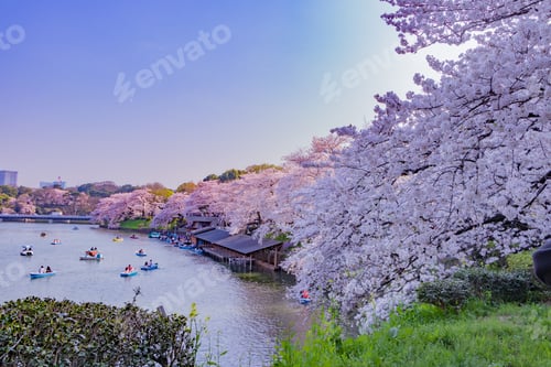 Preview: Cherry Blossoms At Tokyo Chidorigafuchi