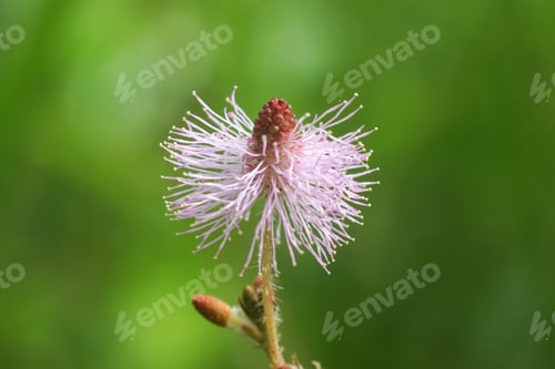 Preview: Close Up Of Sensitive Plant Or Mimosa Pudica Plant.