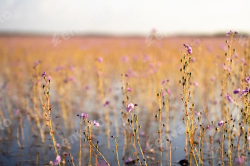 Preview: Underwater Flower Of Utricularia Warburgii Plant Or Lentibulariaceae With Blur Background.