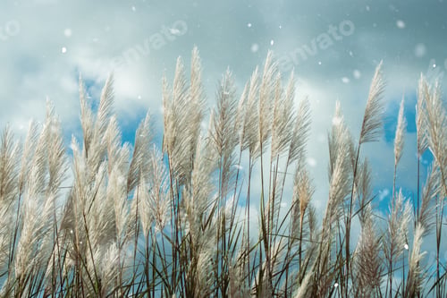 Preview: Soft Focus Of Flower Grass In The Summer With Sunlight.