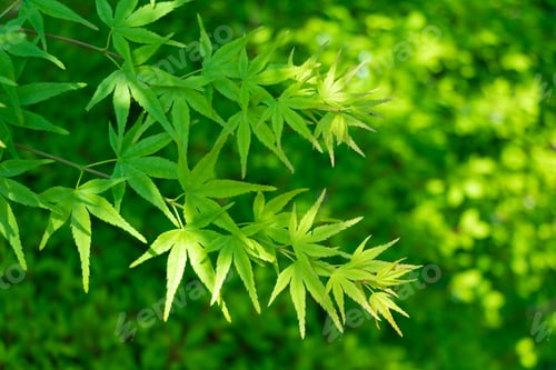 Preview: Fresh Green Season