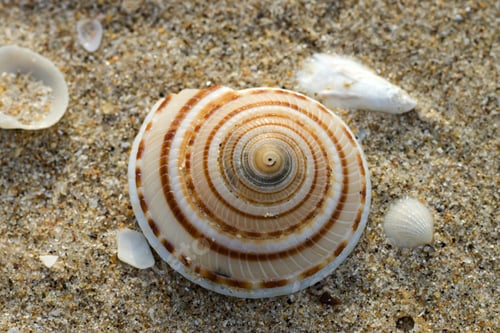 Preview: Sea Shells On Sand