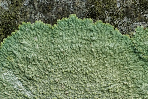 Preview: Lichens Are Symbiotic Fungi. They Are Able To Grow On The Tree.