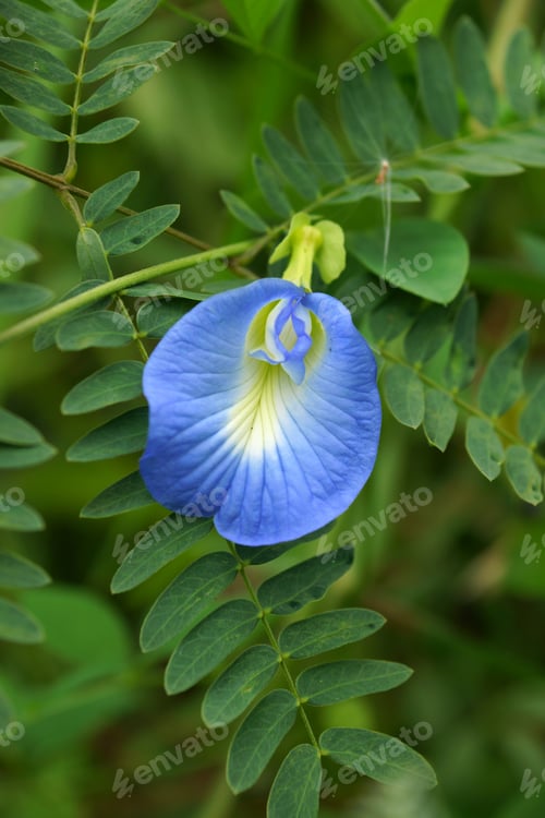Preview: Butterfly Pea Flower