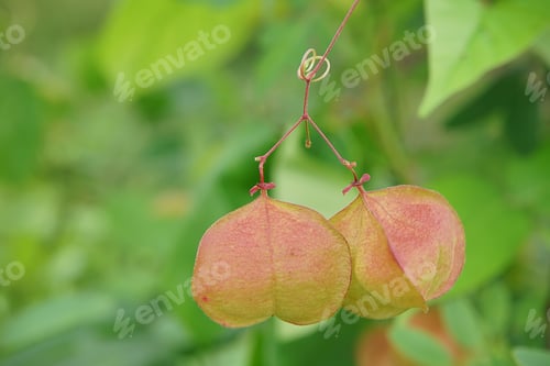 Preview: Close Up Balloon Vine Plant With Blur Background. (Cardiospermum Halicacabum)