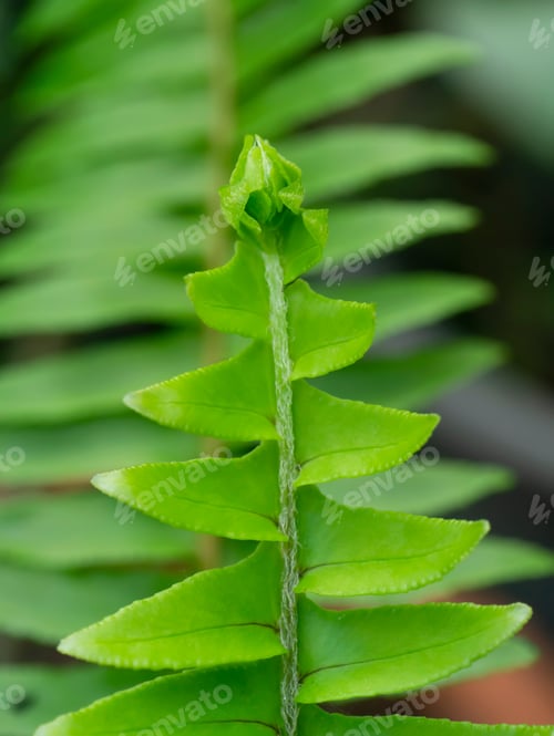 Preview: Close Up Green Fern Leaves.