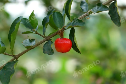 Preview: Red Barbados Cherry On Its Tree In Background