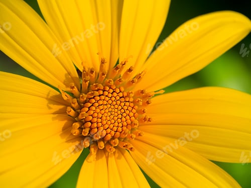 Preview: Close Up Of Tree Marigold, Mexican Tournesol, Mexican Sunflower.