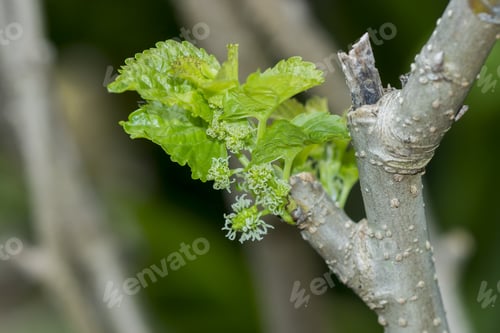 Preview: The Flower Of Mulberry On Tree.