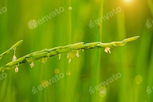 Preview: Rice Flower In Field