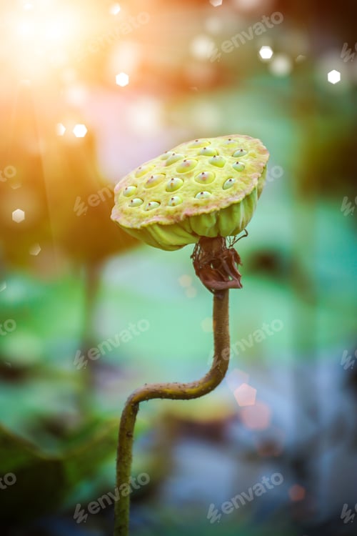 Preview: Lotus Seed In The Farm, Thailand.