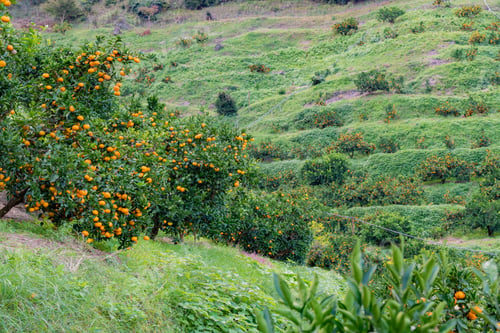 Preview: Mandarin Orange Plantation