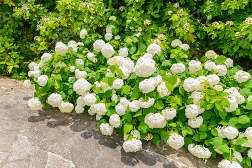 Preview: Hydrangea In Shimoda Park, Shimoda City, Shizuoka Prefecture