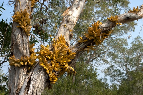 Preview: Yellow Dischidia Major (Vahl) Merr. On Tree.