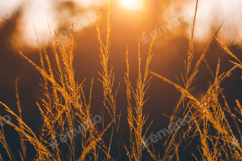 Preview: Close Up Flower Grass With Sunlight In Vintage Color.