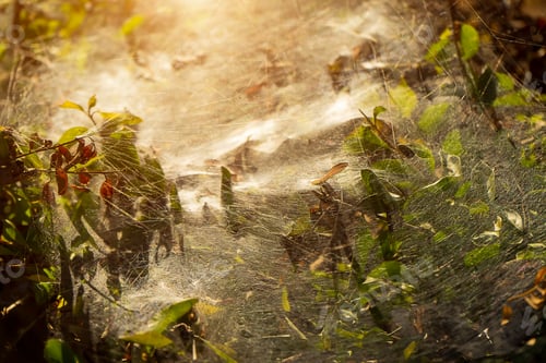 Preview: Macro Spider Web On Leaves With Sunlight.
