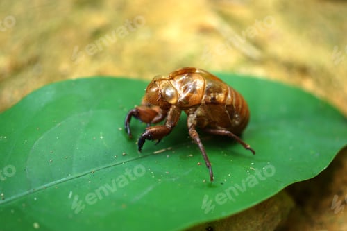 Preview: Cicada Molting.