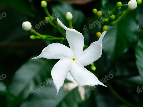 Preview: Close Up Of Coral Swirl Flower (Wrightia Antidysenterica)