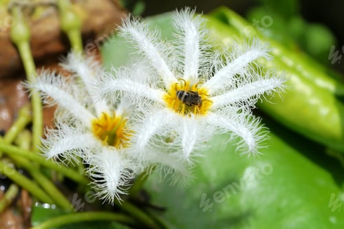 Preview: Small White Water Lily Flower.