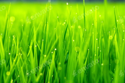 Preview: Soft Focus Of Plant In Rice Field With Drop Dew.