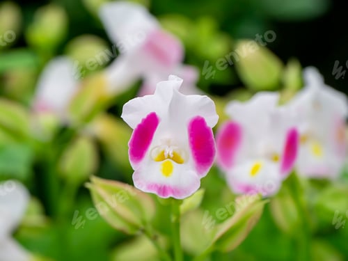 Preview: Close Up Of Torenia Fournieri Flower.