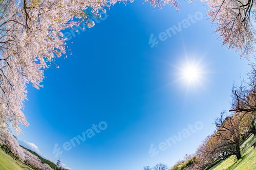 Preview: Cherry Blossoms At Iwamotoyama Park In Fuji City, Shizuoka Prefecture