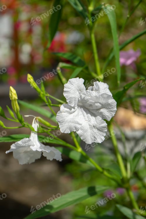 Preview: Close Up White Britton'S Wild Petunia, Mexican Bluebell, Mexican Petunia Flower. (Ruellia Simplex)