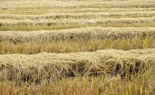 Preview: Straw For Animal Feed.