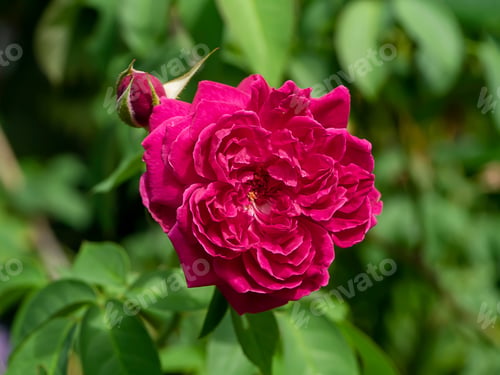 Preview: Close Up Deep Pink Rose Flower With Blur Background.