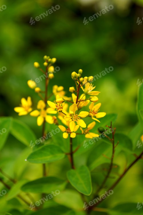 Preview: Yellow Flowers Of Galphimia. (Thryallis Glauca Kuntze.)