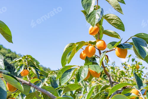 Preview: Persimmon Farm On A Sunny Day