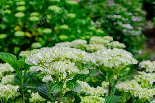 Preview: Hydrangea In Early Summer
